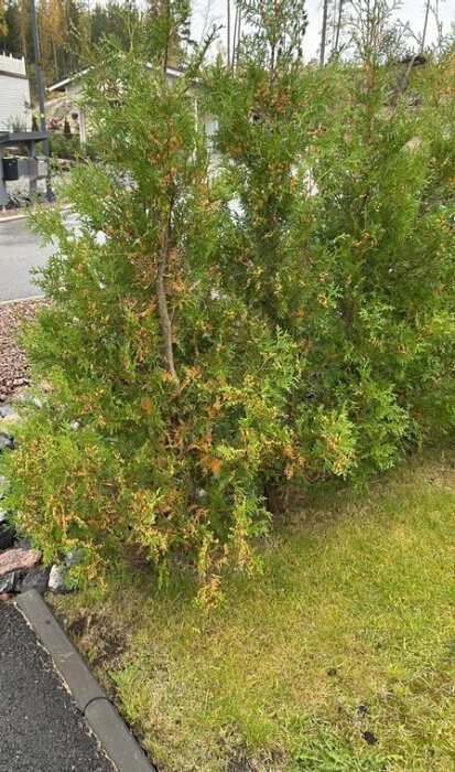Vissna thujor bland gröna buskar i trädgård, några med brunaktiga grenar. Problemet kan vara relaterat till vattning eller annat.