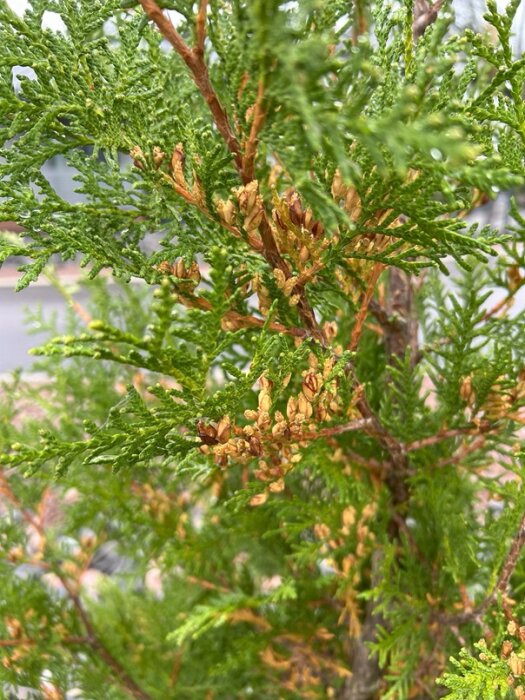 Du ser en del av en thuja med gulnande och torkade kvistar som kan indikera stress eller sjukdom.