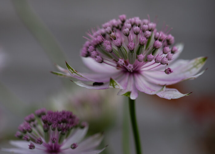 Närbild av en blommig stjärnflocka med ljusrosa kronblad och central kluster av små lila blommor i slutet av sin blomning.