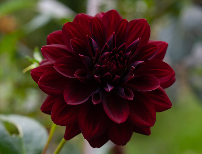Mörkröd dahlia i närbild, blommar i en trädgård efter en tuff sommar, omgiven av gröna suddiga bakgrund.