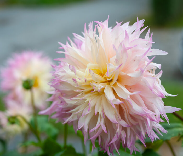 Närbild på en rosa och gul dahlia i blomning i en trädgård, omgiven av gröna blad och suddig bakgrund.