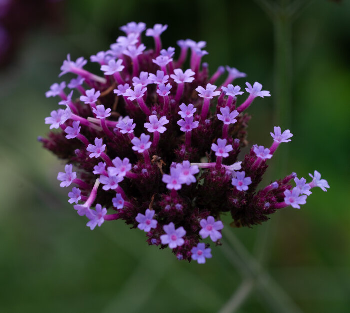 Lila blommor av jätteverbenan i närbild, omgivna av grön bakgrund i slutet av sin blomperiod.