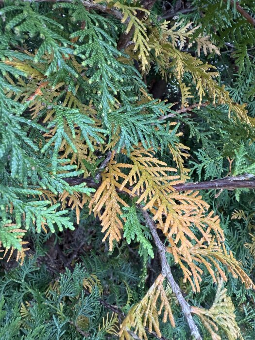 Gröna och gula barr från en buske eller ett barrträd, med några grenar och vissnade blad.