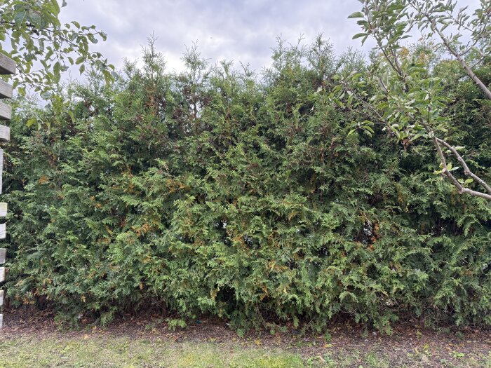 Häck med gröna och gula barr framför en molnig himmel.