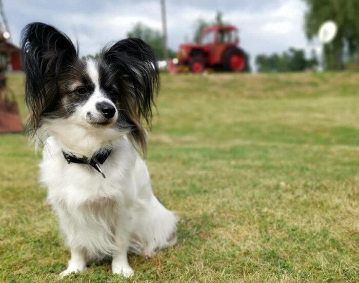 En liten svartvit hund med stora öron sitter på en gräsmatta, med en röd traktor i bakgrunden.