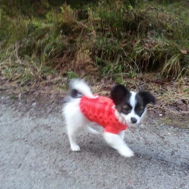 Liten hund i röd tröja går på en grusväg med gräs i bakgrunden.