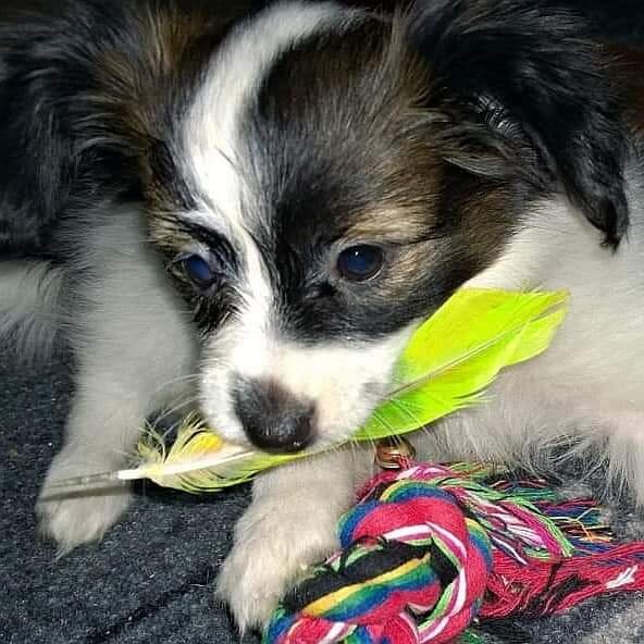 En valp ligger på en filt med en gul fjäder och färgglad tråd bredvid sig.
