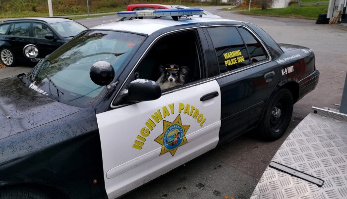 Hund med poliskeps i Highway Patrol-bil.