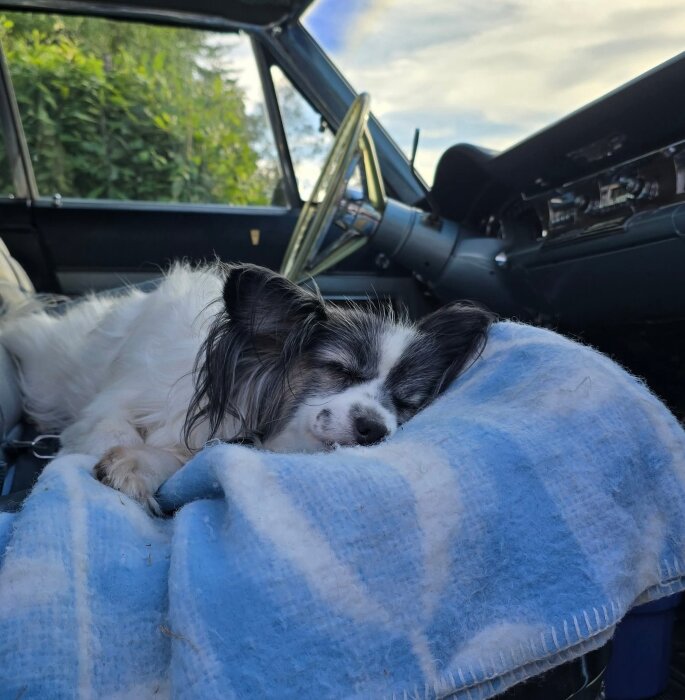 Hund sover på filt i en bil, omgiven av grönska utanför fönstret.