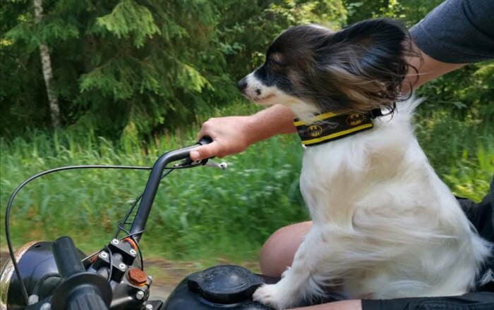 Hund med Batman-halsband sitter på armen av en person som kör motorcykel i skogsmiljö.