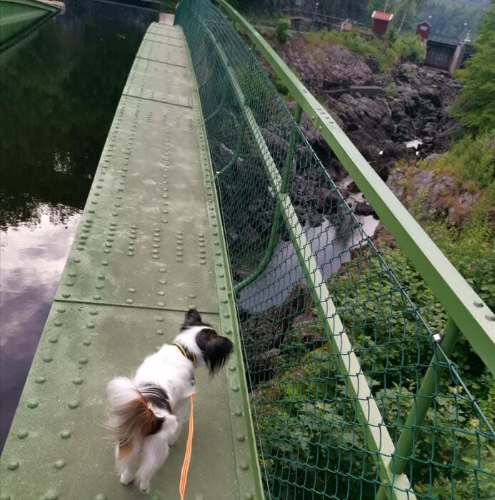 En liten hund på promenad på en grön bro med nätstaket, omgiven av vatten och träd.