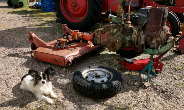 Hund vilar bredvid gammal, röd, rostig gräsklippare och ett traktordäck på grusig mark.