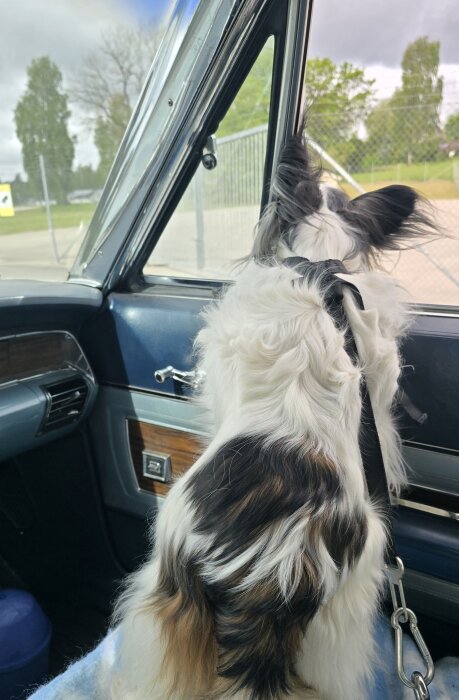 Hund sitter i bilen med blicken ut genom fönstret.
