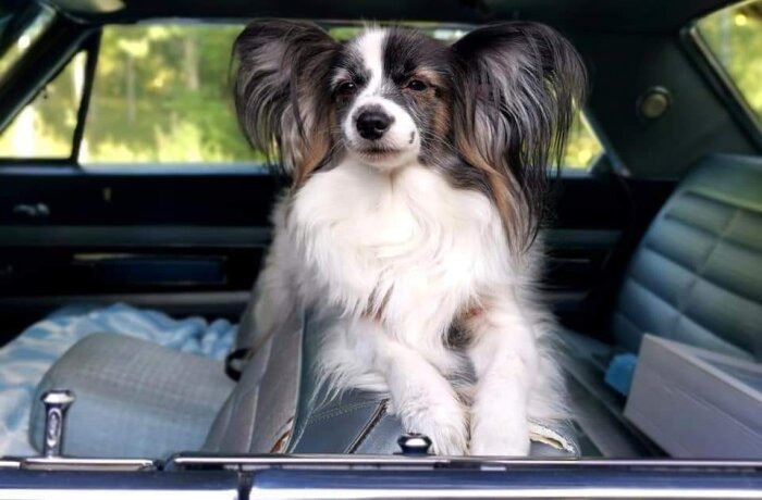 Hund med långa öron sitter i baksätet på en bil, ser lugn ut.