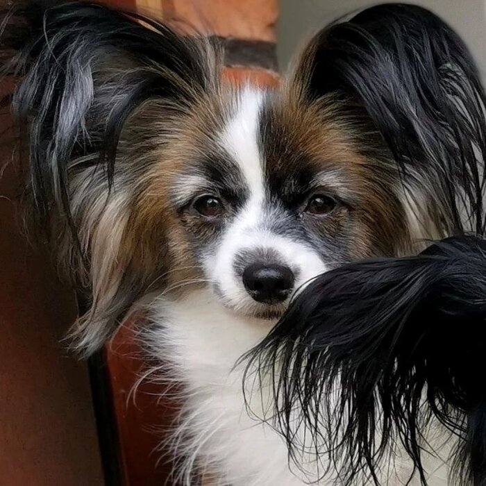 En närbild på en hund med lång, svartvit och brunsvart päls, troligen en Papillon, mot en neutral bakgrund.