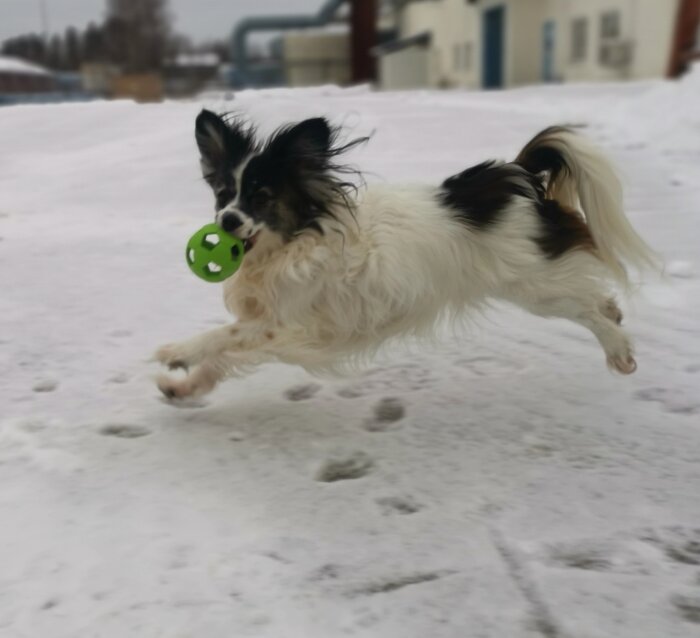 En hund springer över snön med en grön boll i munnen.