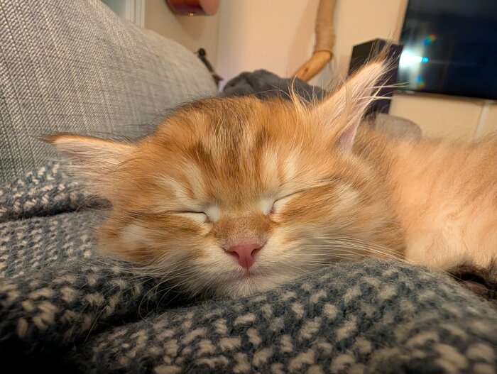 Sovande kattunge på en filt i soffan med slutna ögon.