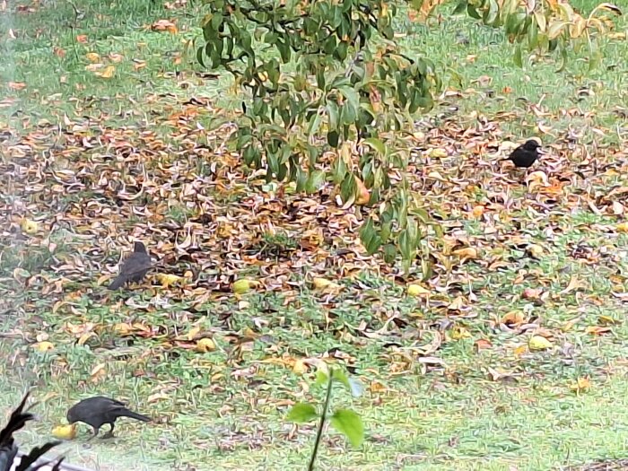 Koltrastar som äter nedfallna päron under ett träd på en gräsmatta täckt av höstlöv.