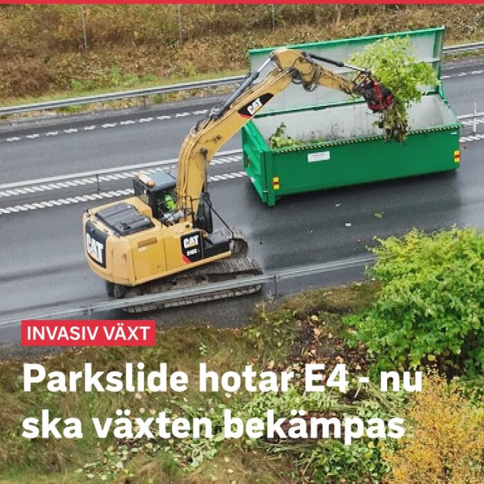 En grävmaskin avlägsnar parkslide vid E4 för att bekämpa spridningen av denna invasiva växt. En container används för att samla växtdelarna.