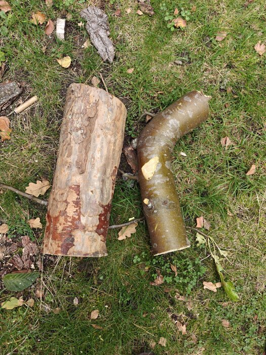 Avsågade trästockar på gräs, vissna löv och bark synliga.