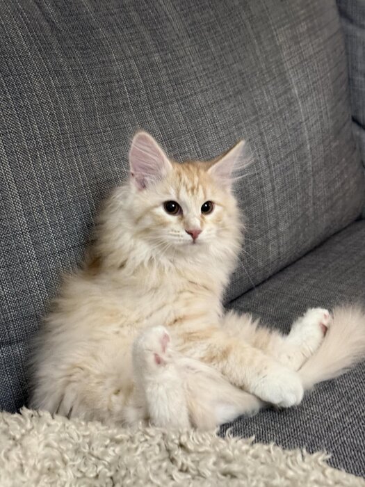 En fluffig kattunge med ljus päls sitter avslappnat på en grå soffa, med tassarna utsträckta framför sig.