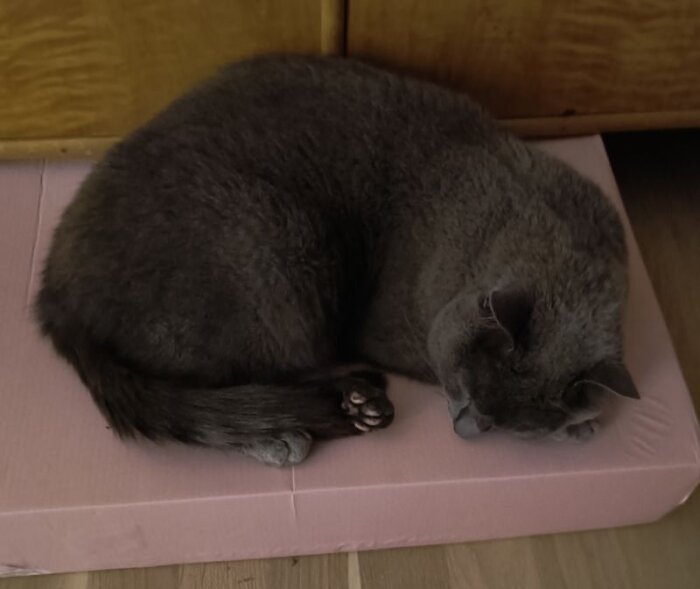 En grå katt ligger hoprullad och sover på en rosa kartong på golvet framför en träbyrå.