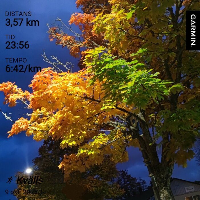 Gulröda och gröna höstlöv på träd upplysta mot en blå kvällshimmel med träningsdata från en löpapp i överlagd text.