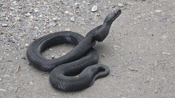 Svart orm ringlad på grusig mark.