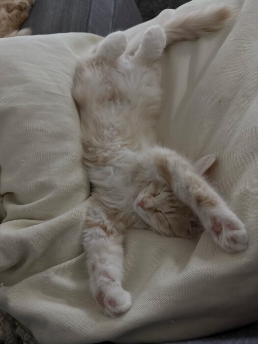 En vit och orange kattunge ligger på rygg och sover med tassarna utsträckta på en kudde.
