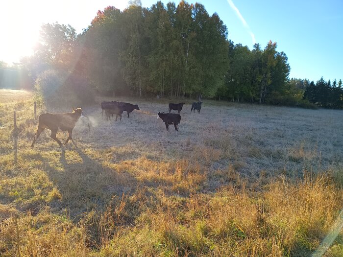 Kor betar på en dimmig höstäng i Eskilstuna, omgivna av skog och upplysta av morgonsolen.