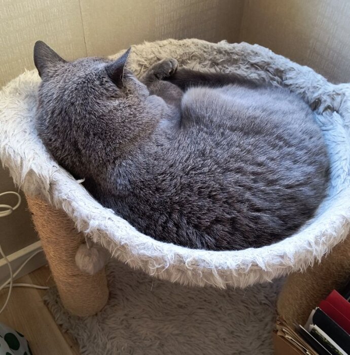 Grå katt sover i en fluffig korg, ett tecken på vinter.