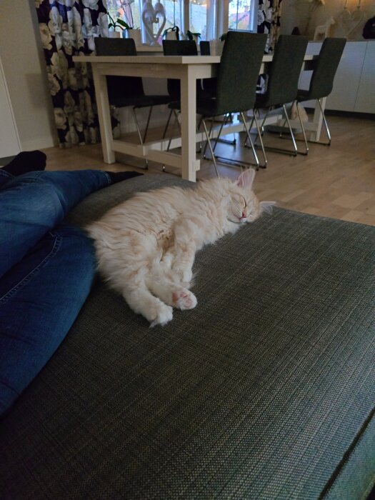 Vit katt sover på soffa bredvid en person i jeans, med ett bord och stolar i bakgrunden.