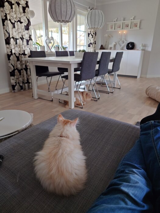 Vit katt sitter på grå soffa, tittar mot matbord med svartvita stolar i ljus inredning. Andra orange katt ligger under bordet.