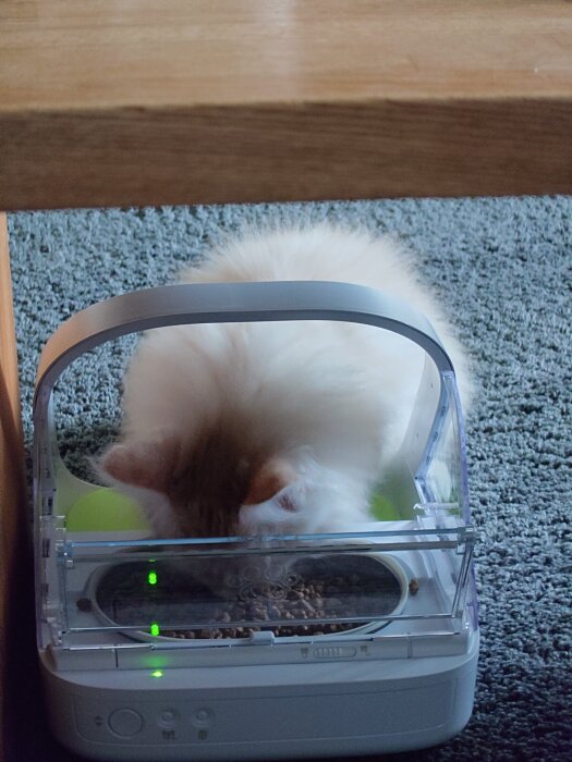 Vit katt äter ur en automatisk matskål.