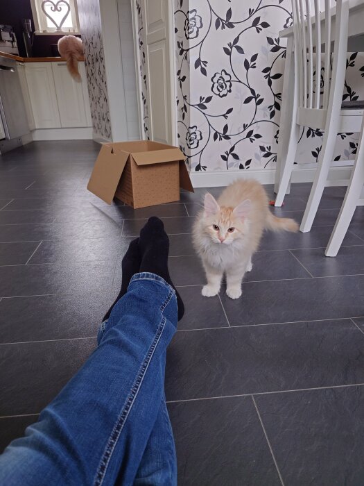 Ljus orange katt står på köksgolvet nära en person med jeans och svarta strumpor, med en öppen kartong i närheten. En annan katt syns vid köksbänken.