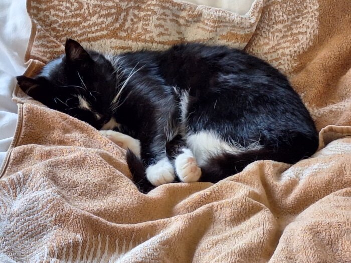 Svartvit katt sover på beige filt.