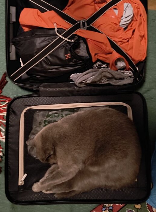 En grå katt ligger ihopkrupen i en öppen resväska fylld med kläder och researtiklar.