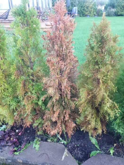 Thuja-buskar i trädgård, en med brunare blad än de övriga, frågan gäller bevattningstips.