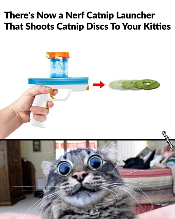 Nerf catnip-skjutare som avfyrar kattmyntadiskar, plus en chockad katt med stora ögon.