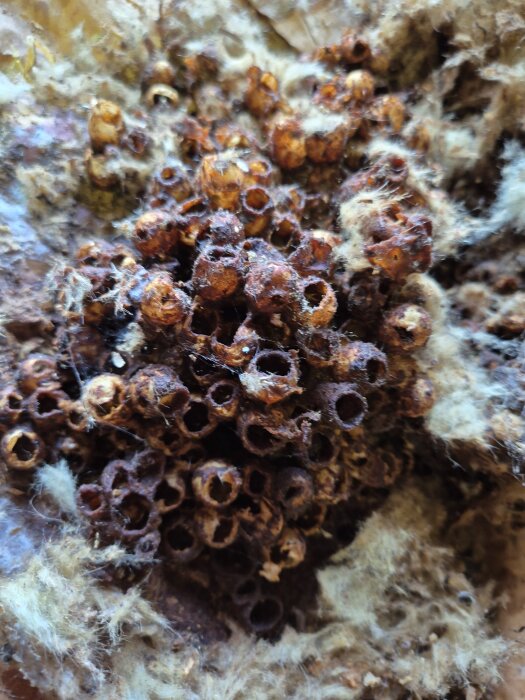 Torkat getingbo bland isolering på kattvind.