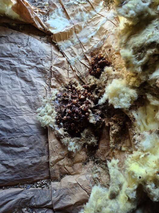 Torkat organiskt material, ser ut som ett gammalt getingbo, insprängt i isolering på kattvind. Omgivet av sönderriven papp och gul isolering.