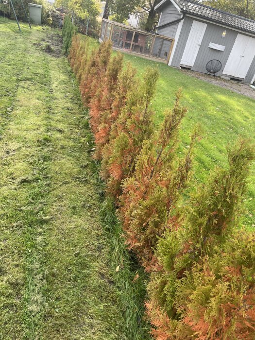 Häck med barrträd, delvis missfärgade i orange, i en trädgård framför en grå byggnad. Möjligt svampangrepp diskuteras.