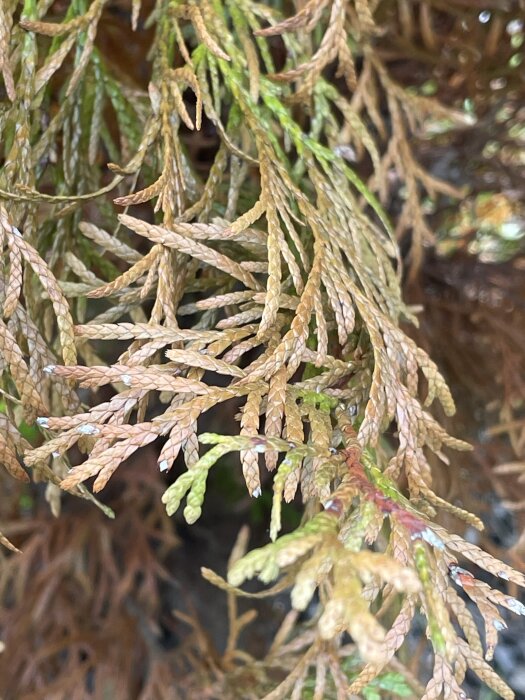 Grenar av barrväxt med bruna och gröna nålar, möjligt tecken på svampangrepp.