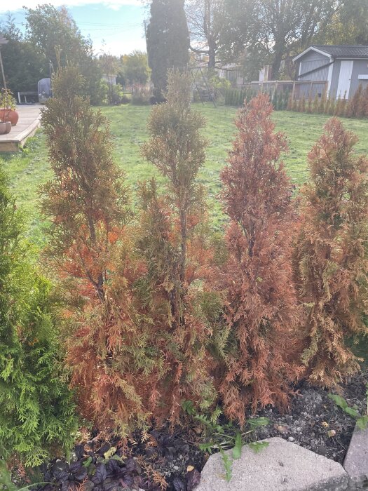 Bruna och gröna barrträd i en trädgård, potentiellt drabbade av svampangrepp.