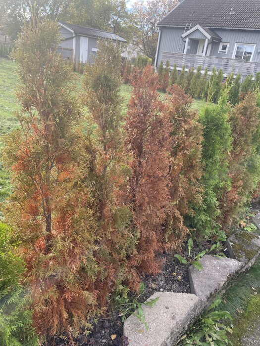 Bruna och gröna buskar i en trädgård, där några ser ut att vara angripna av sjukdom eller svamp. Ett hus syns i bakgrunden.