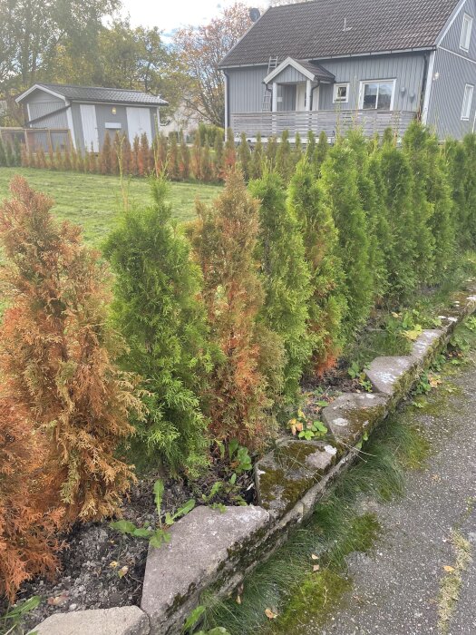 Thujor längs en stengång, vissa med bruna och torra grenar, misstänkt svampangrepp framför ett bostadshus.