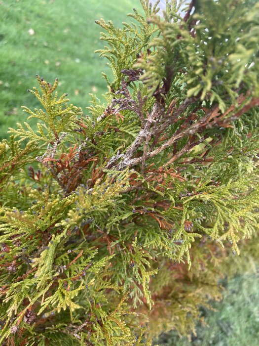 Trädgårdsbuske med varierande gröna och bruna grenar, eventuella tecken på svampangrepp, nära gräsmatta.