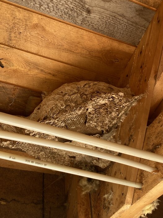 Stort getingbo i ett trätak med synliga balkar och flera vita rör liggande ovanpå boet.