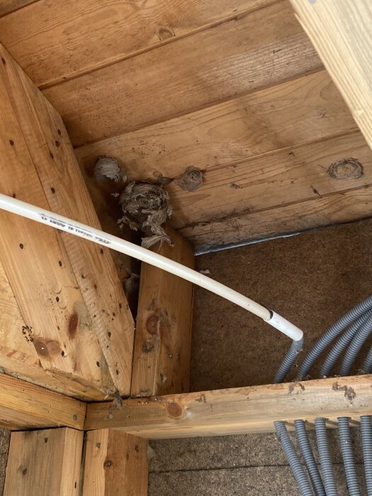 Mögelangripen träyta med flera getingbon i ett utrymme mellan innertak och väggar, synliga kablar och träkonstruktioner.