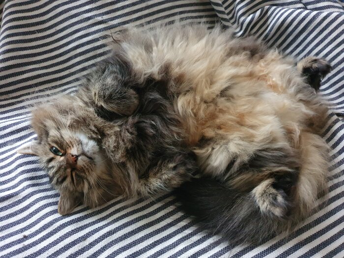 Fluffig katt ligger på randig filt och vilar.